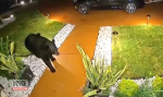 Black Bear Steals Family's Taco Bell Order video