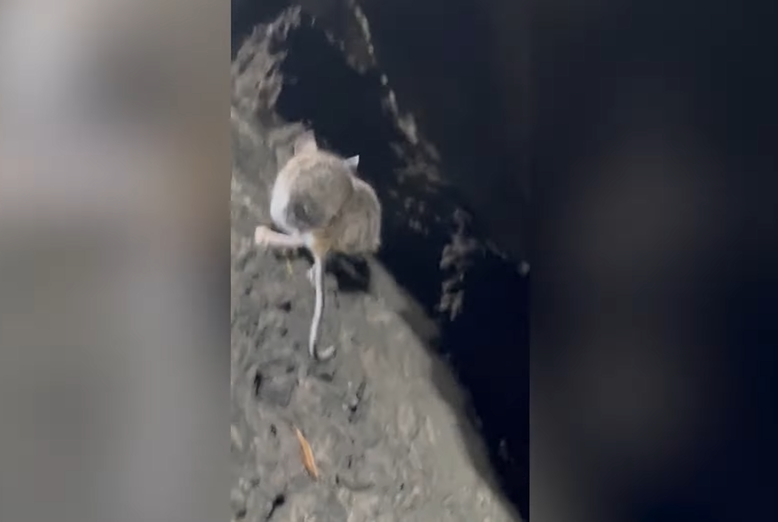 A Mouse with a BBL Caught on Camera