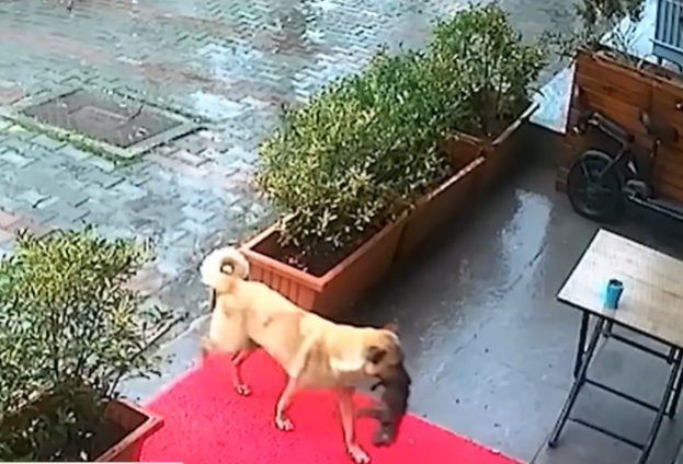 Dog Brings Lifeless Puppy to The Vet for Help